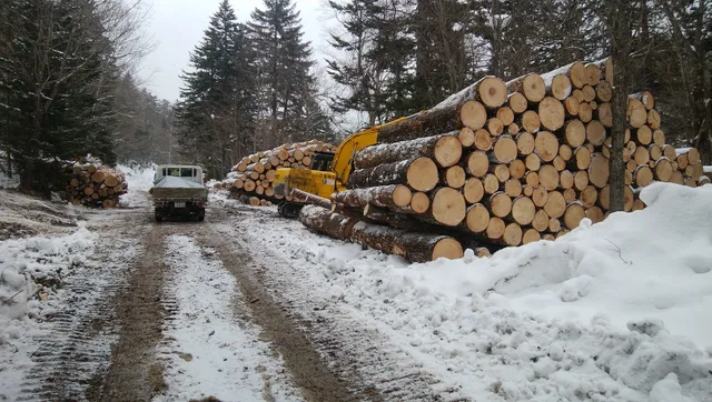 ギャラリー写真 6