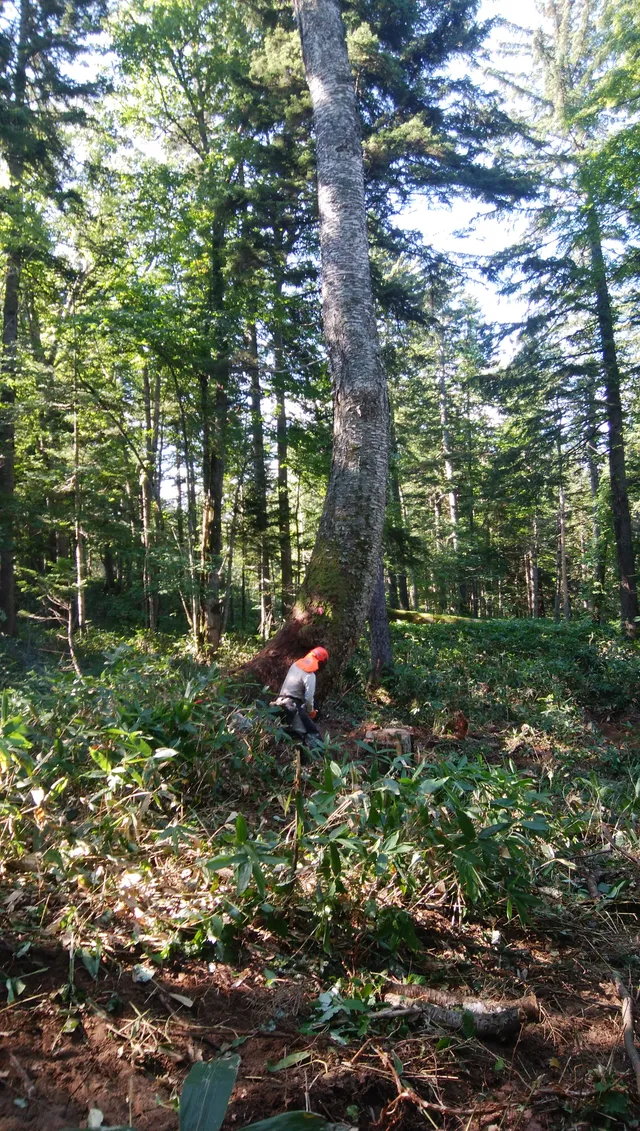 ギャラリー写真 8