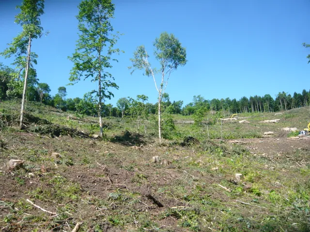 保残伐事業の作業風景 1