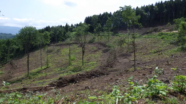 保残伐事業の作業風景 2